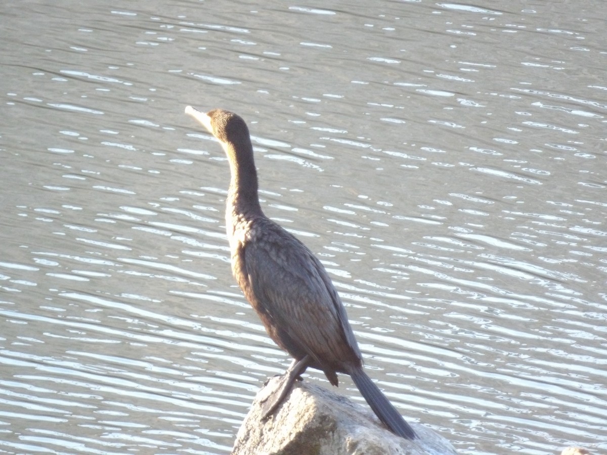 Double-crested Cormorant - ML645859559