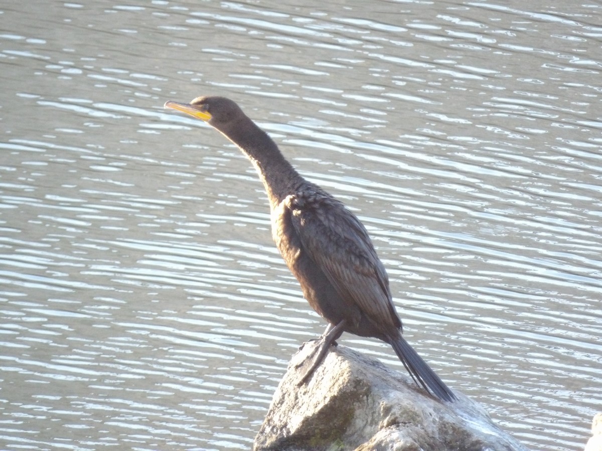 Double-crested Cormorant - ML645859560