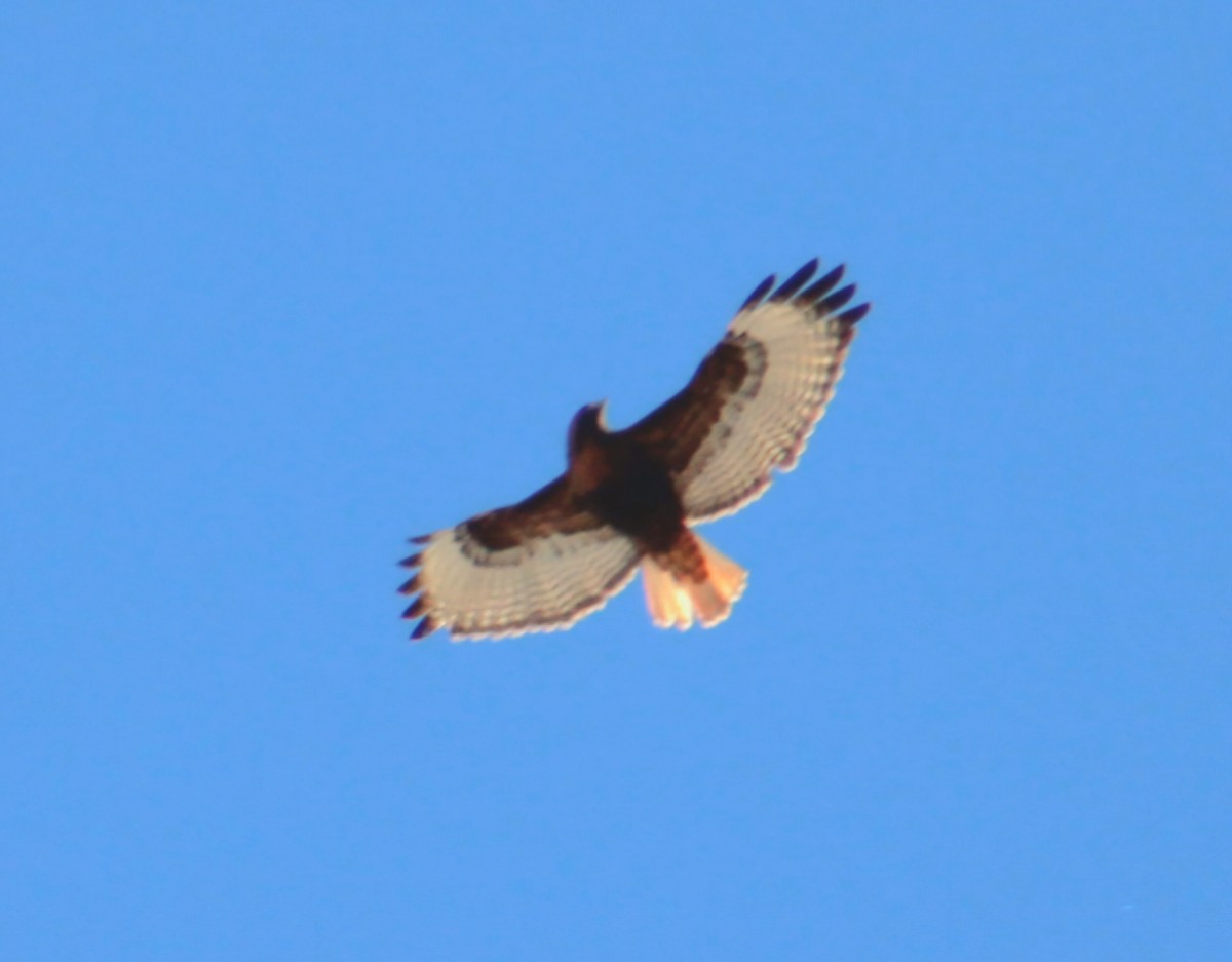 Red-tailed Hawk - ML645859561