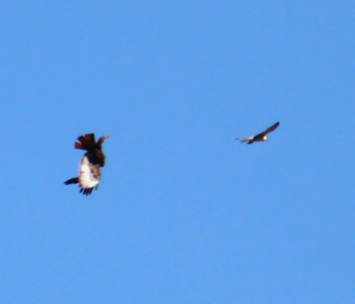 Red-tailed Hawk - ML645859562