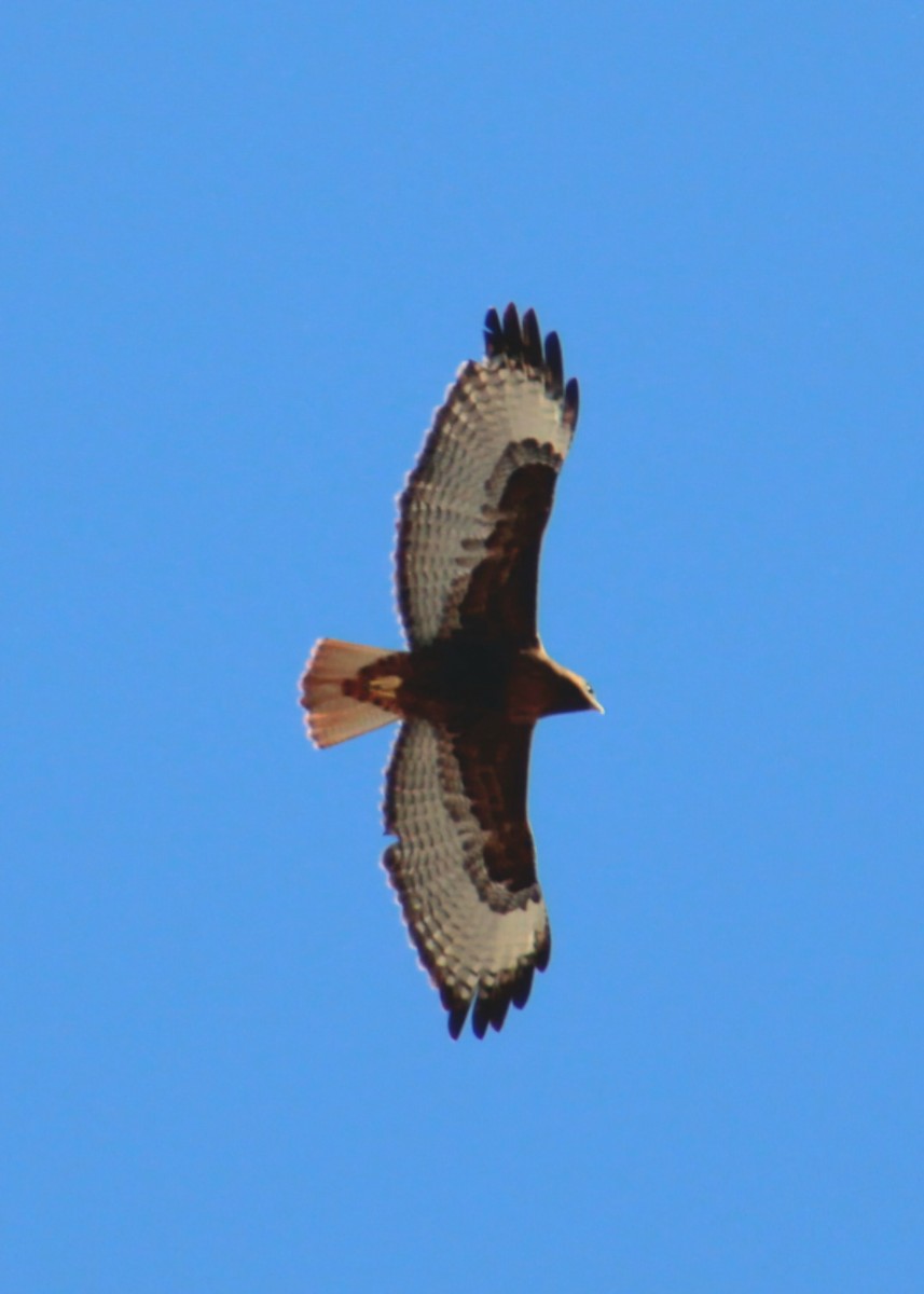 Red-tailed Hawk - ML645859563