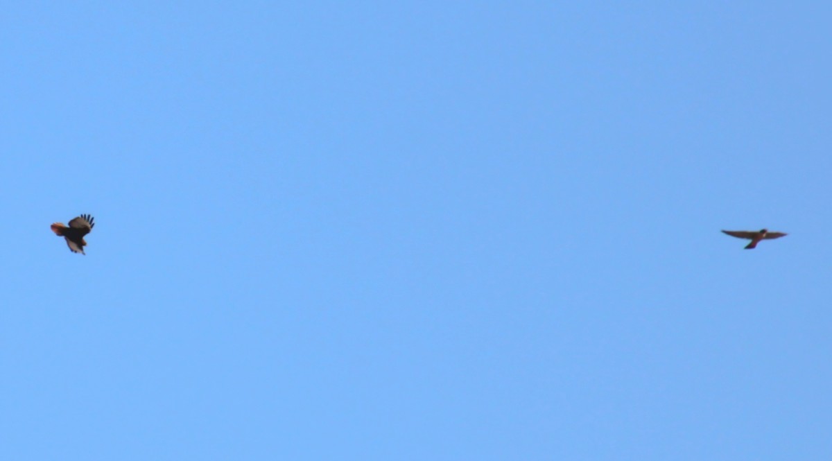 Red-tailed Hawk - ML645859564