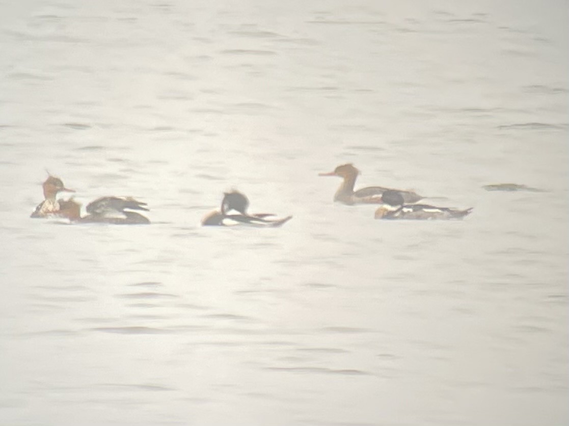 Red-breasted Merganser - ML645859567