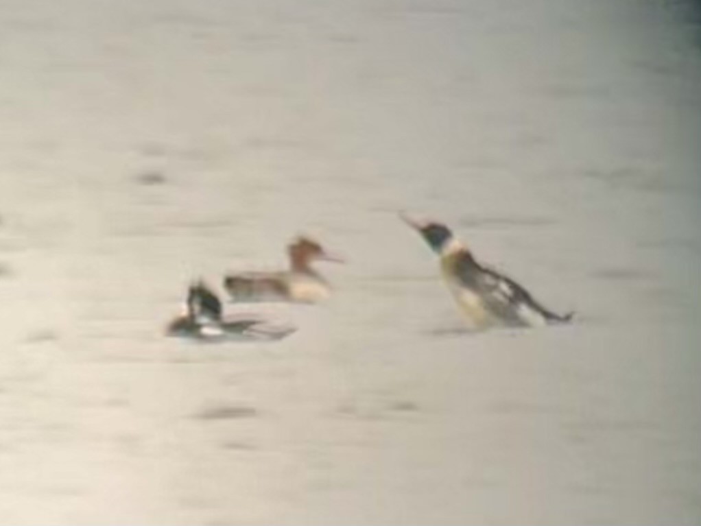 Red-breasted Merganser - ML645859568