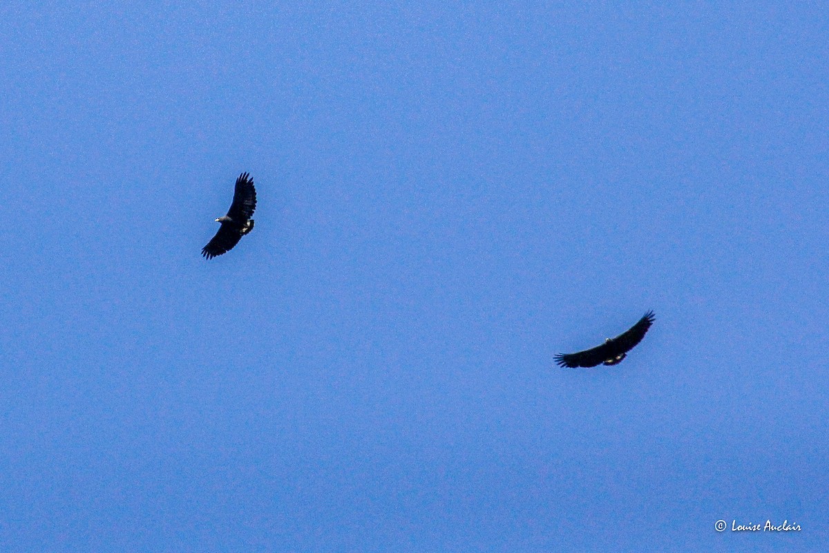 Buse solitaire - ML645859569