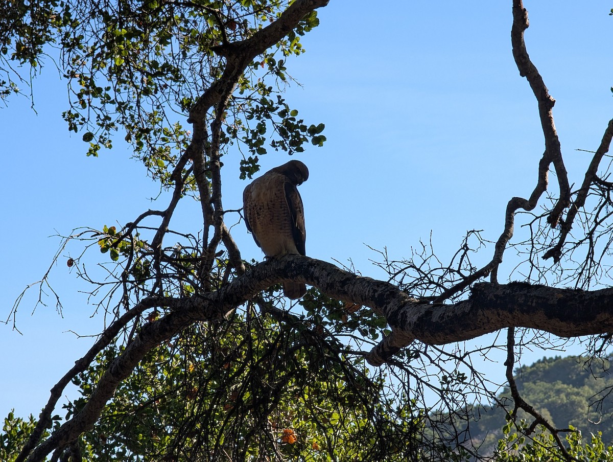 Red-tailed Hawk - ML645859570