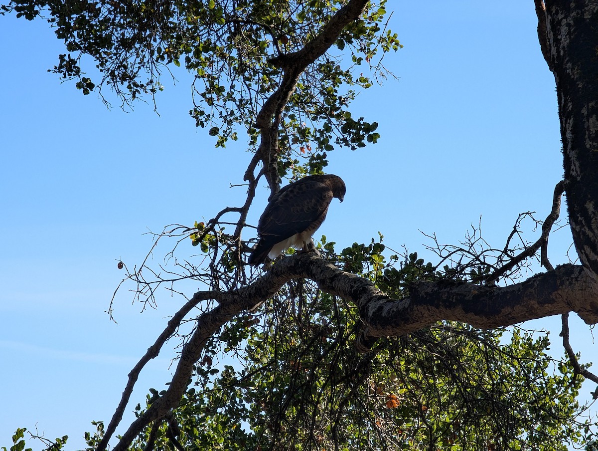 Red-tailed Hawk - ML645859571