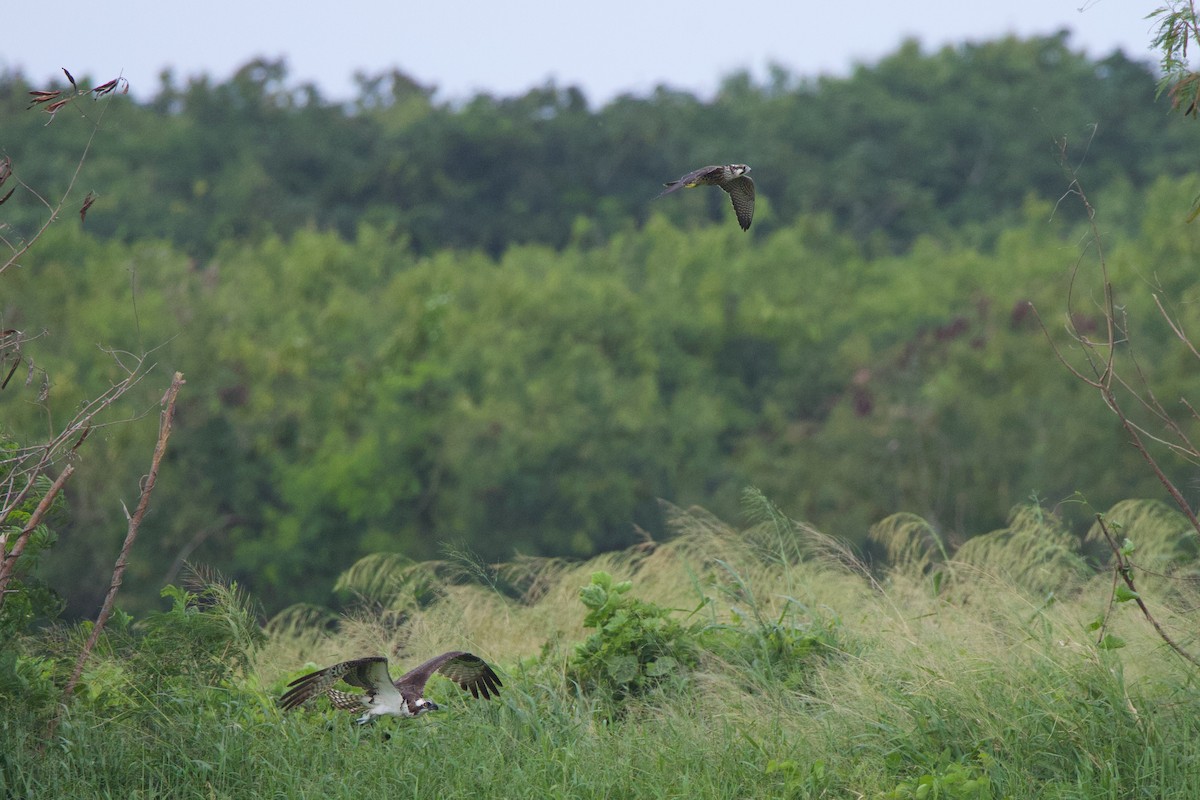 Osprey - ML645859572