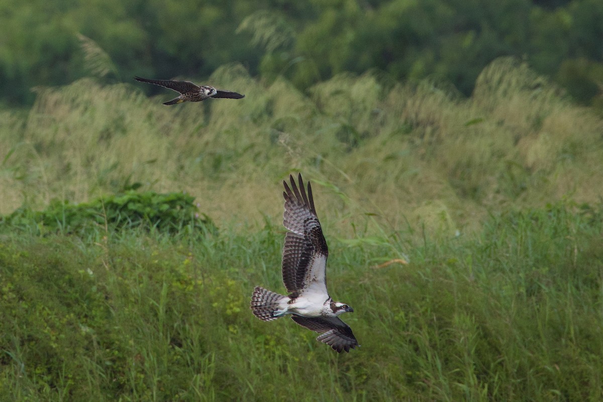 Peregrine Falcon - ML645859576