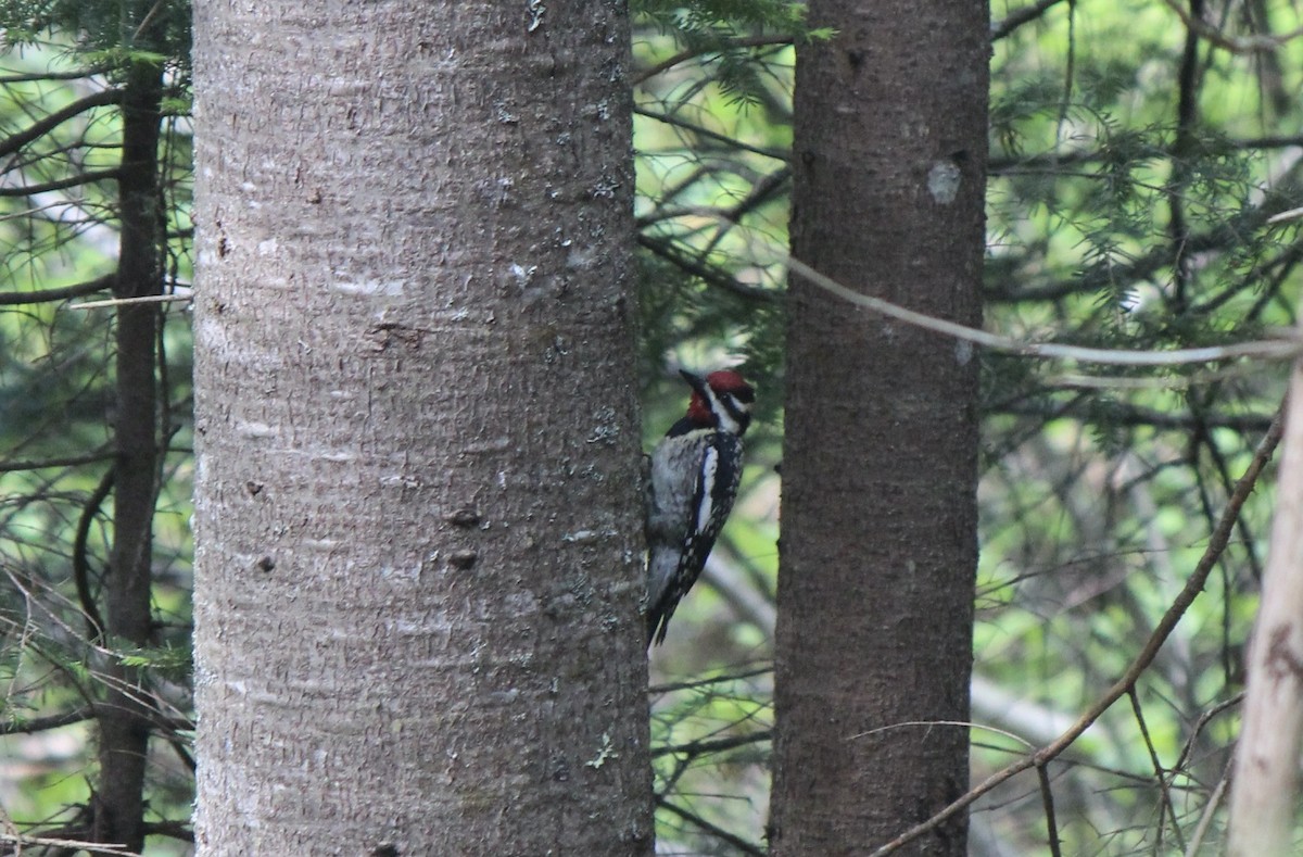 Yellow-bellied Sapsucker - ML645859579