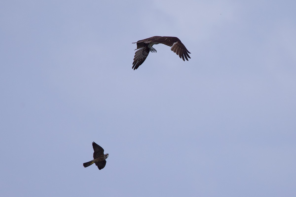 Osprey - ML645859582