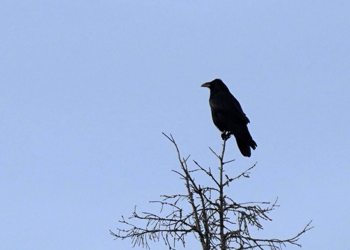 Common Raven - ML645859589