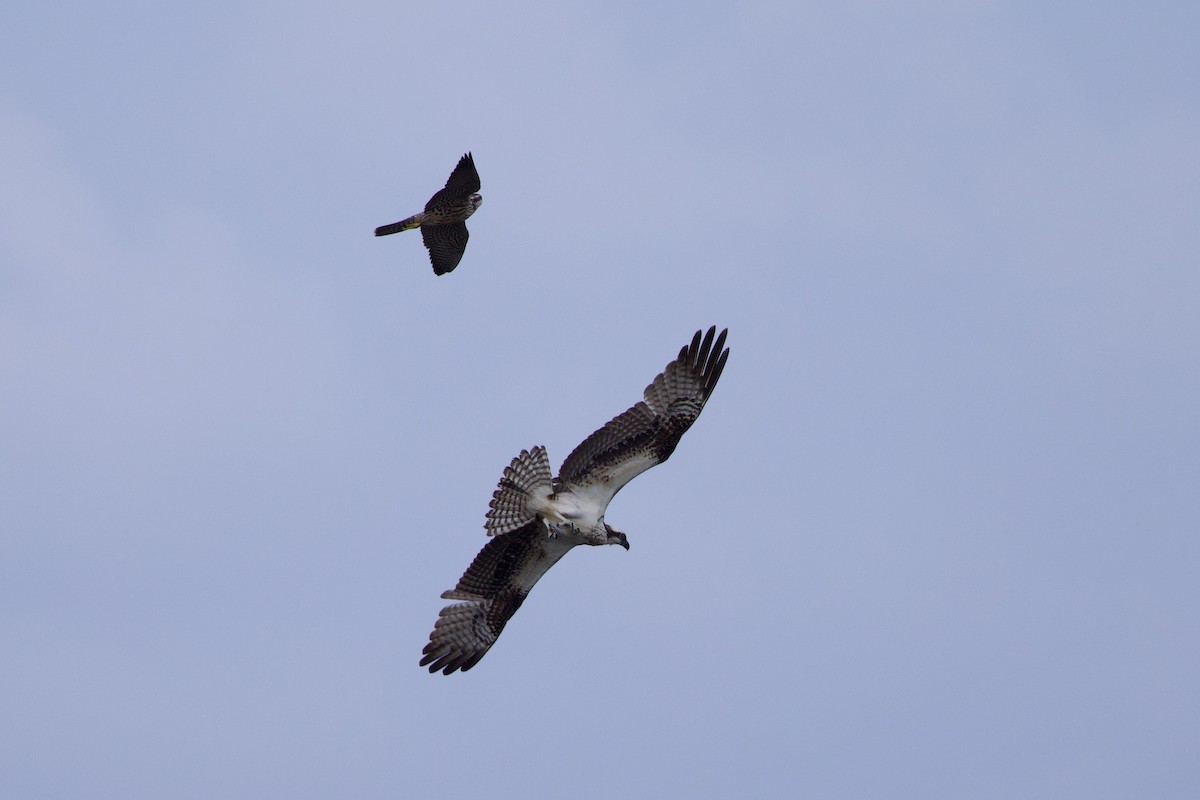 Peregrine Falcon - ML645859591