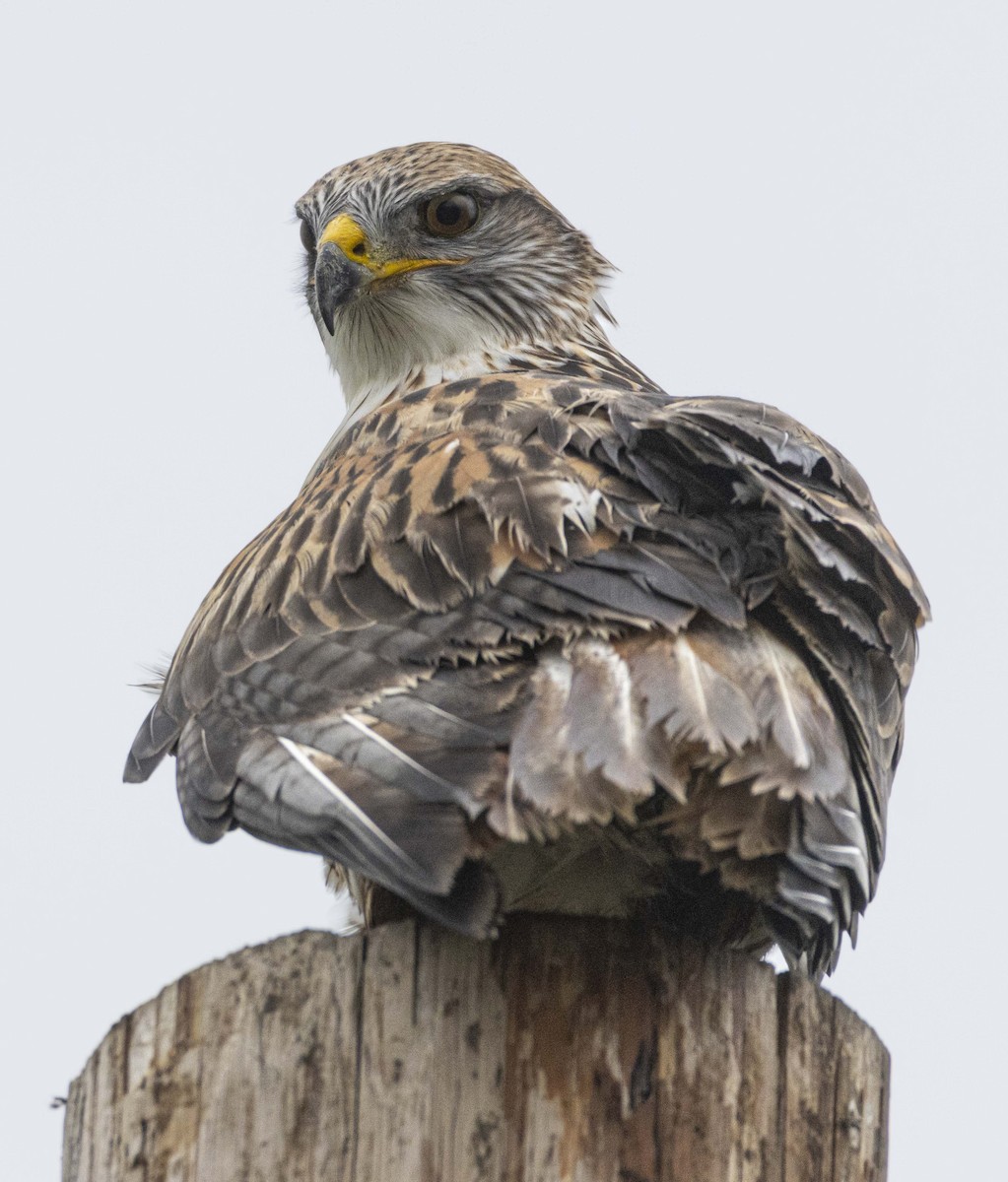 Канюк королівський - ML645859592