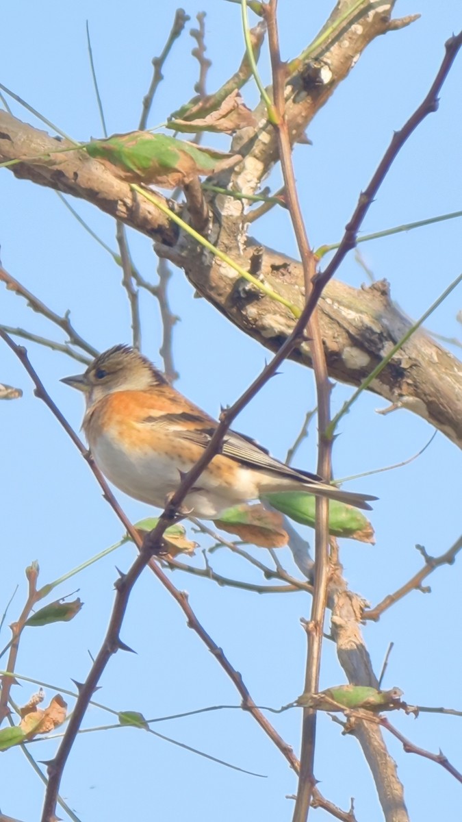 В'юрок - ML645859594