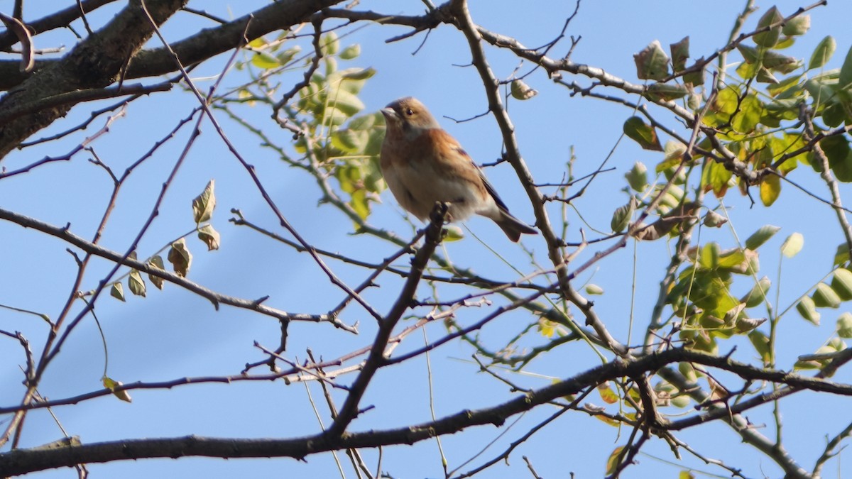 В'юрок - ML645859595