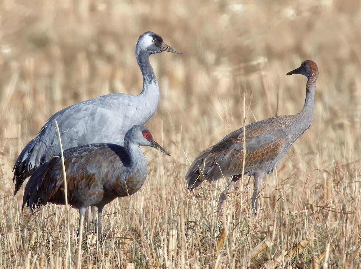 Журавель сірий - ML645859597