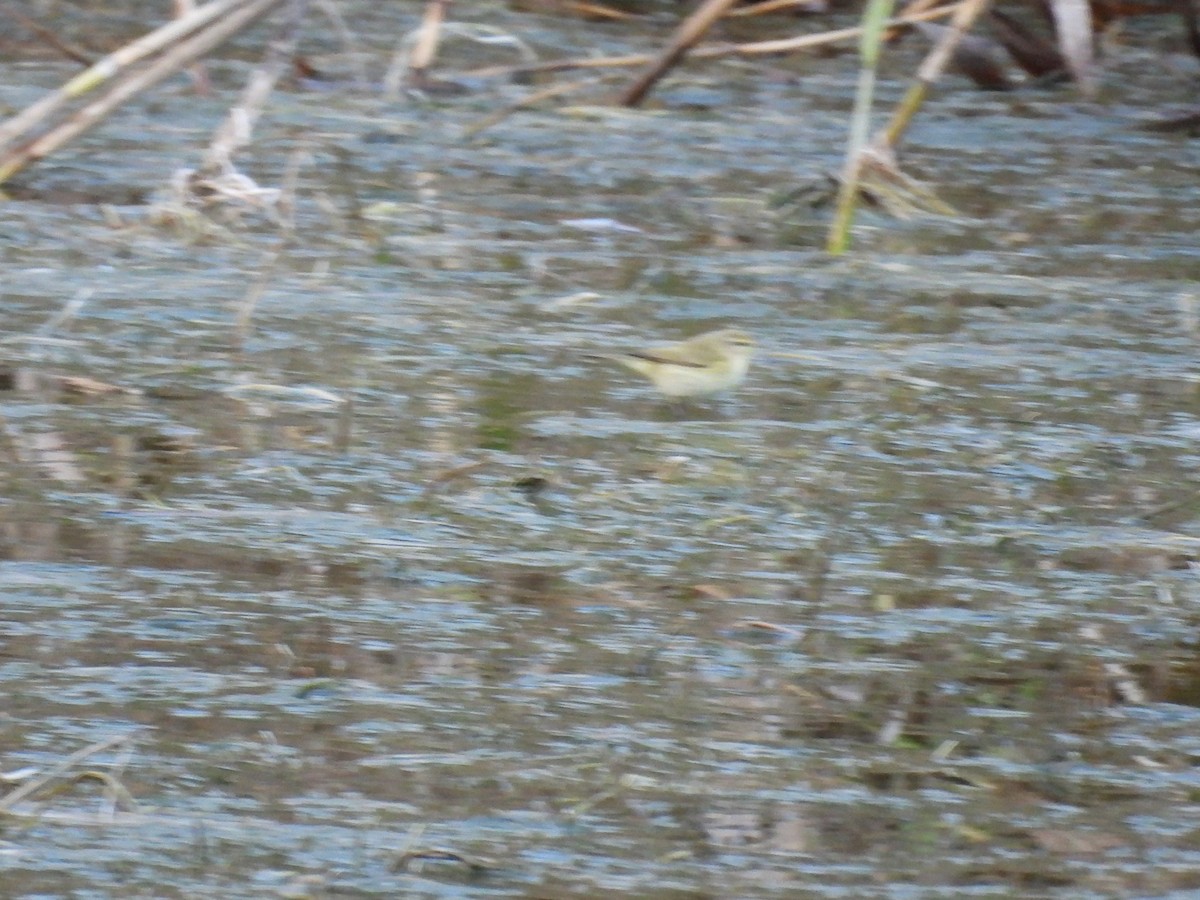 Вівчарик-ковалик - ML645859598