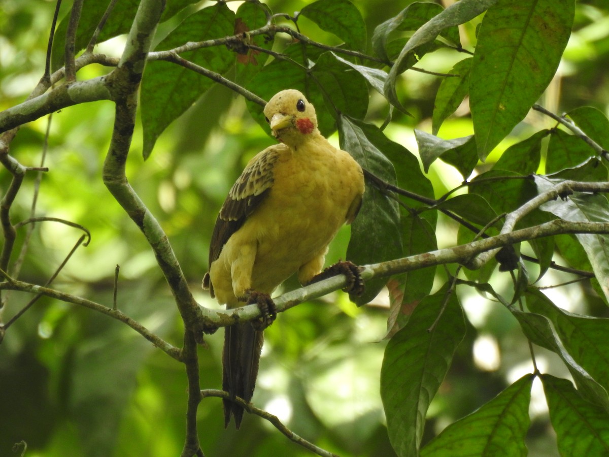 Ятла кремова - ML645859599