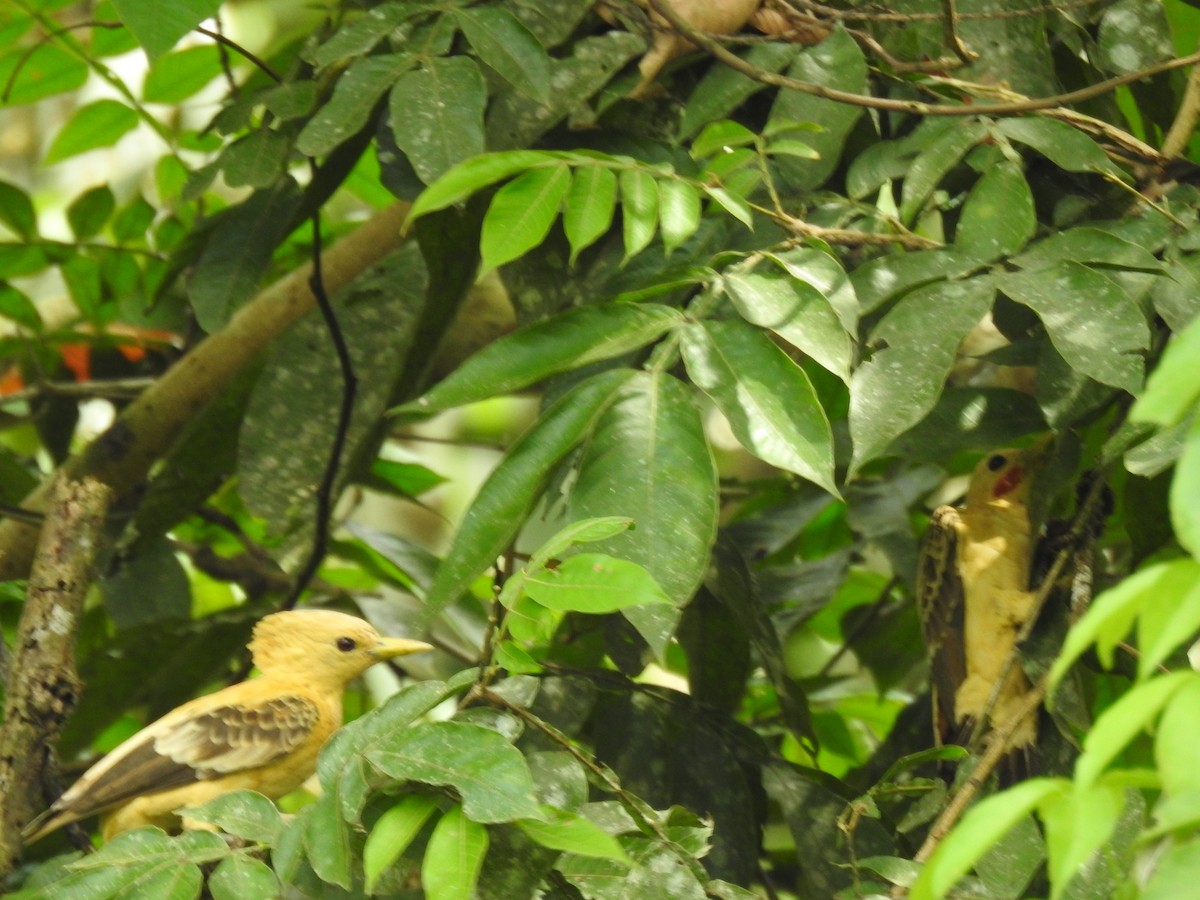 Ятла кремова - ML645859600