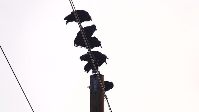 Black Vulture - ML645859601