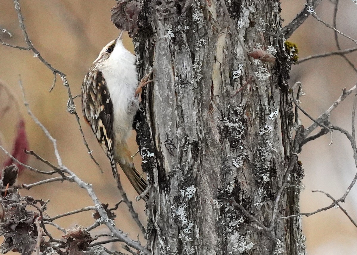 Підкоришник американський - ML645859602