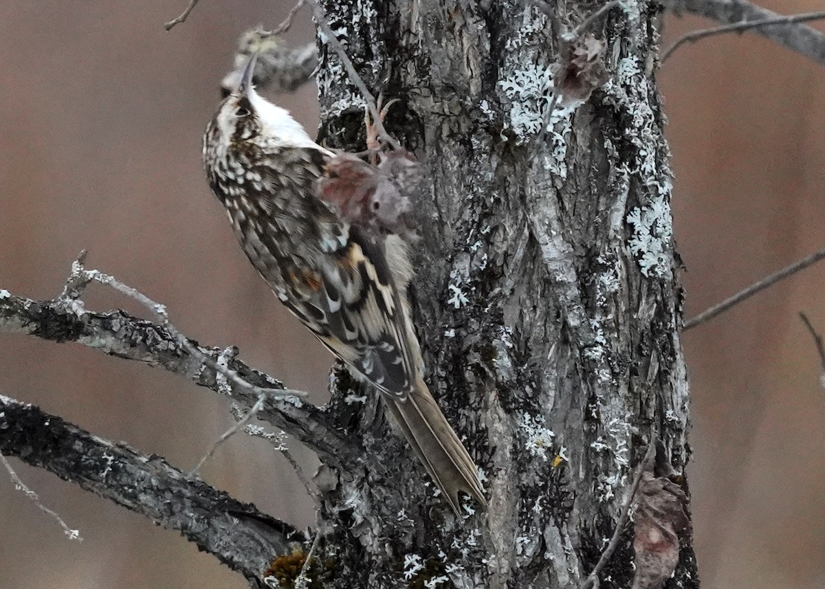 Підкоришник американський - ML645859603