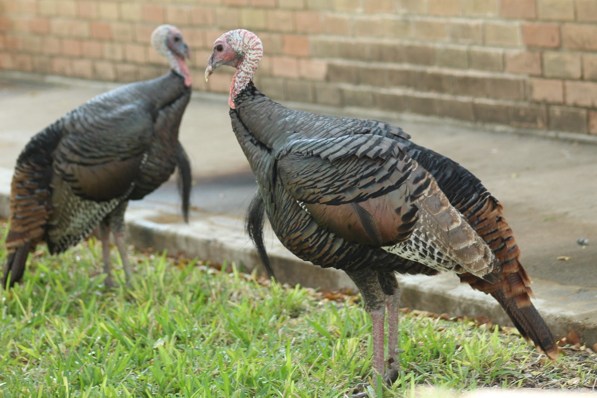 Індик великий - ML645859604