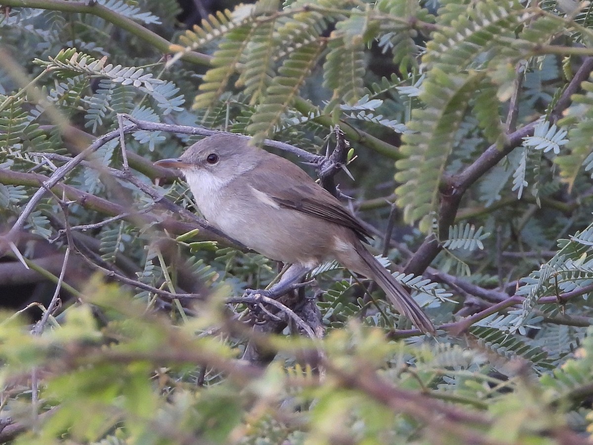 Очеретянка кабо-вердська - ML645859605