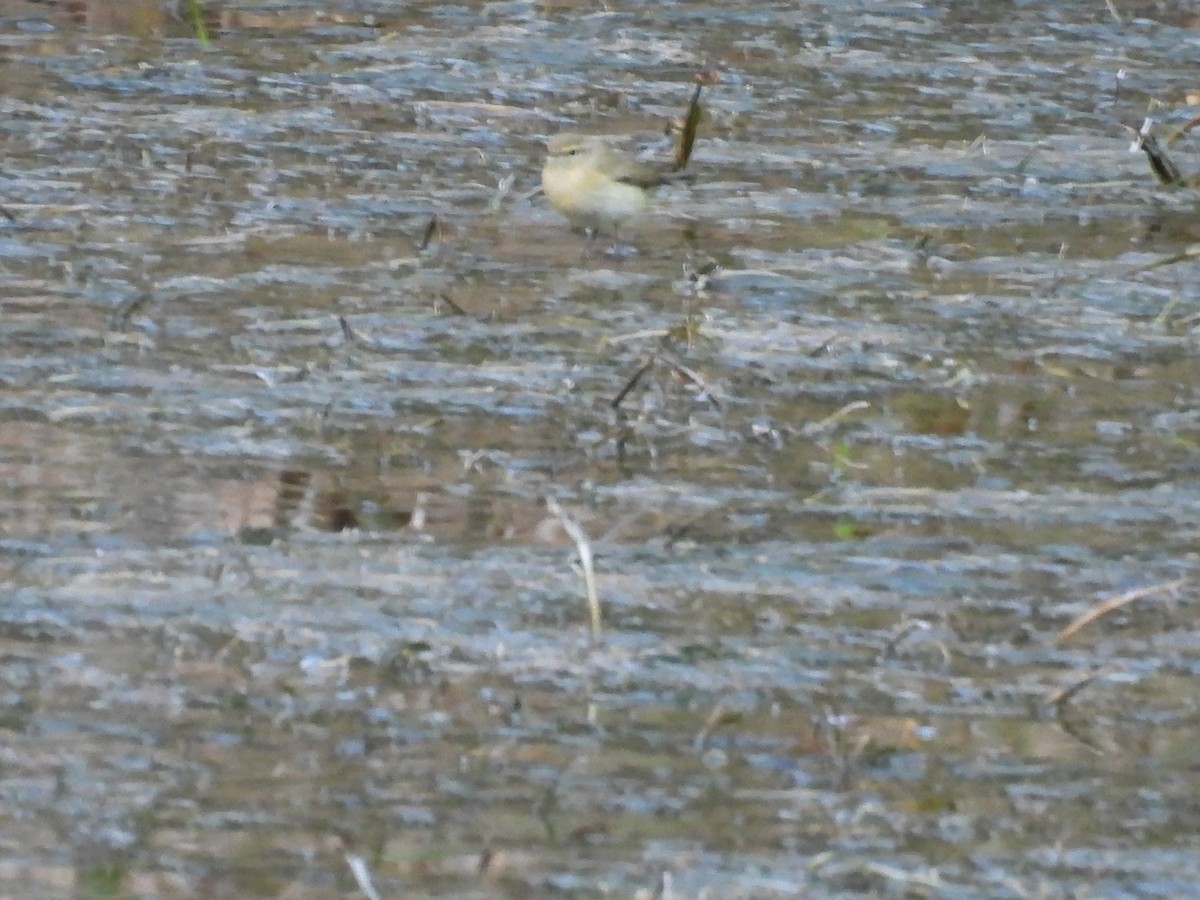 Вівчарик-ковалик - ML645859606