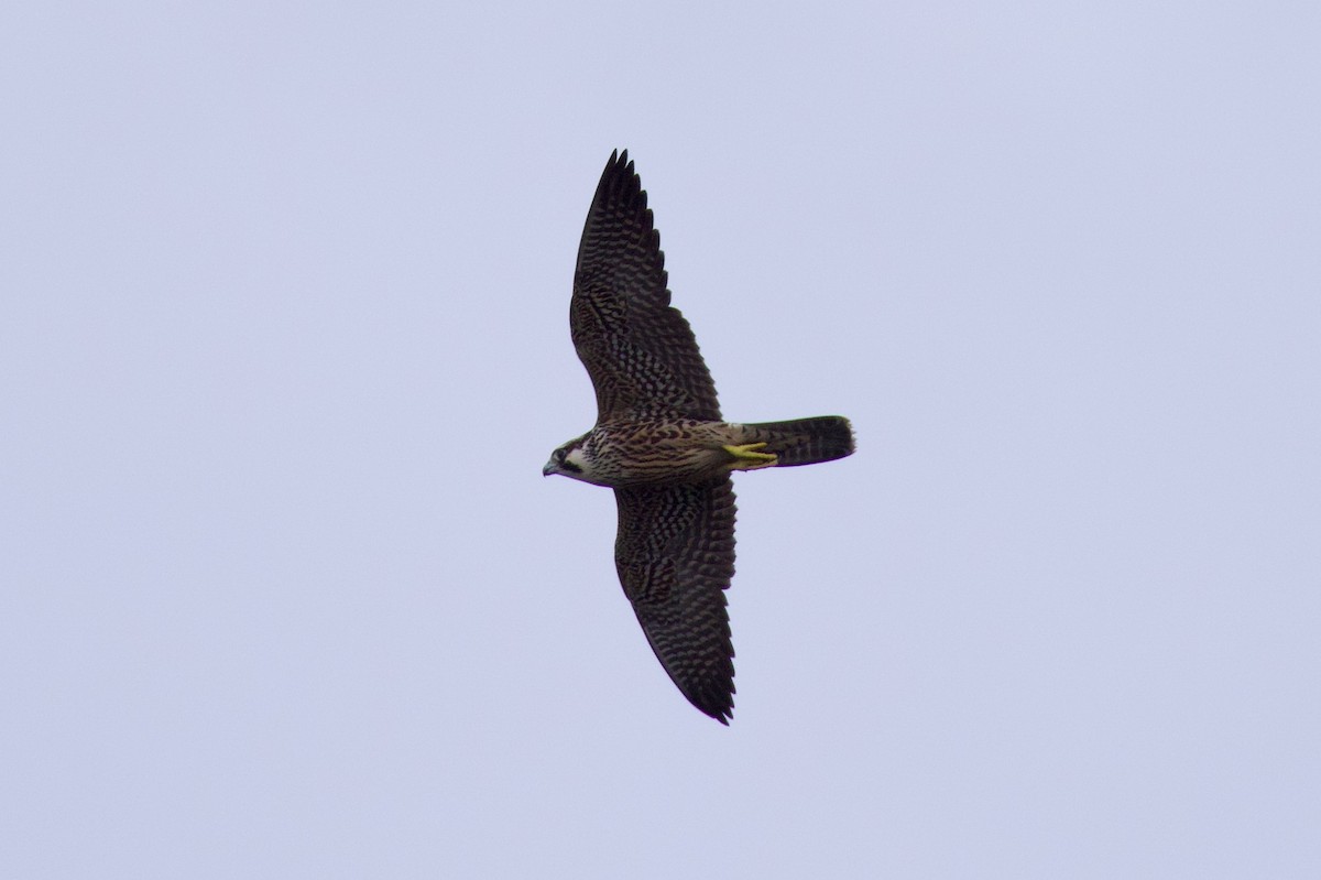 Сапсан - ML645859607