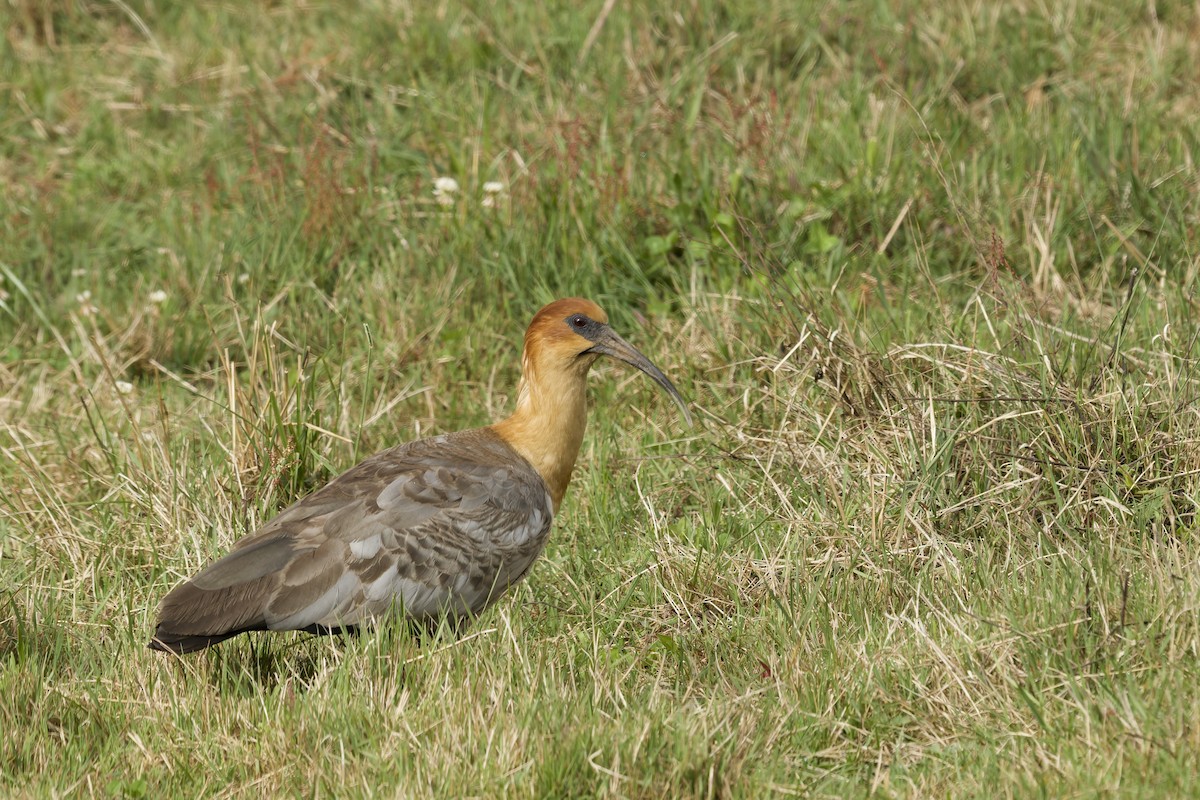 Ібіс андський - ML645859608