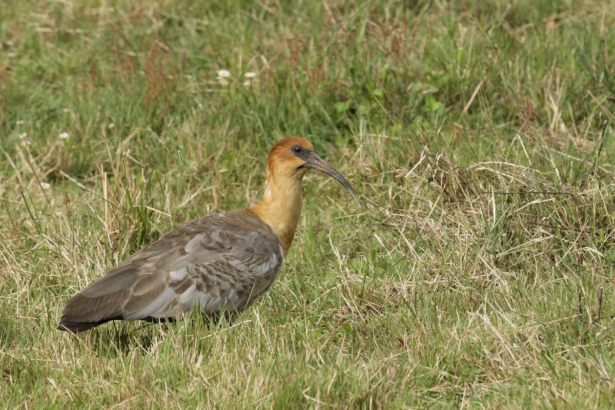 Ібіс андський - ML645859609
