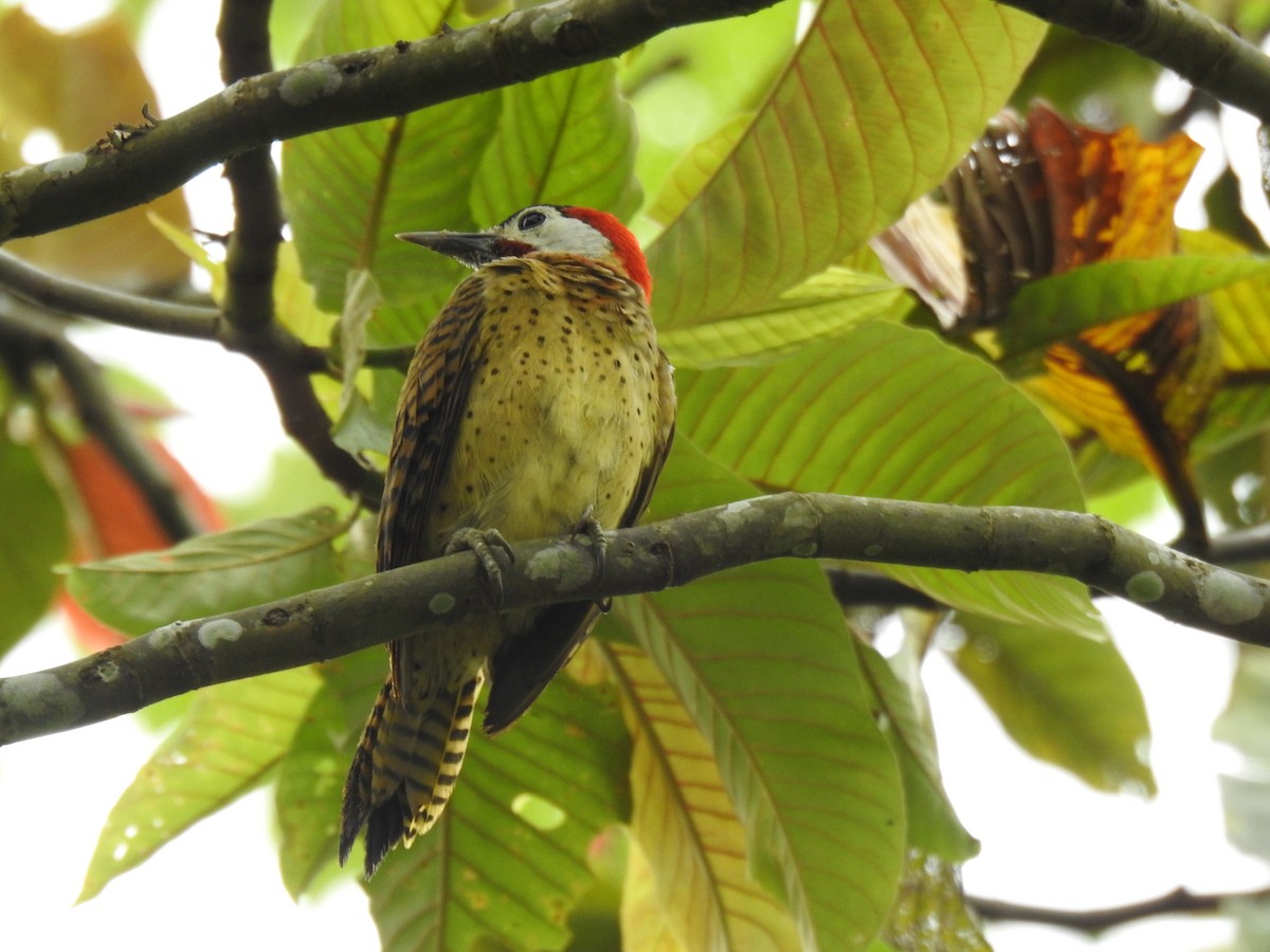 Декол малий - ML645859610