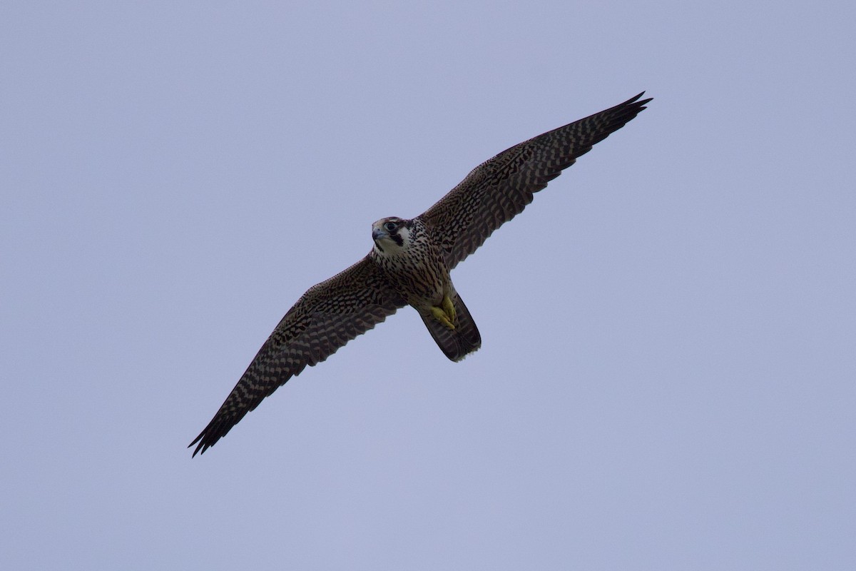 Сапсан - ML645859611