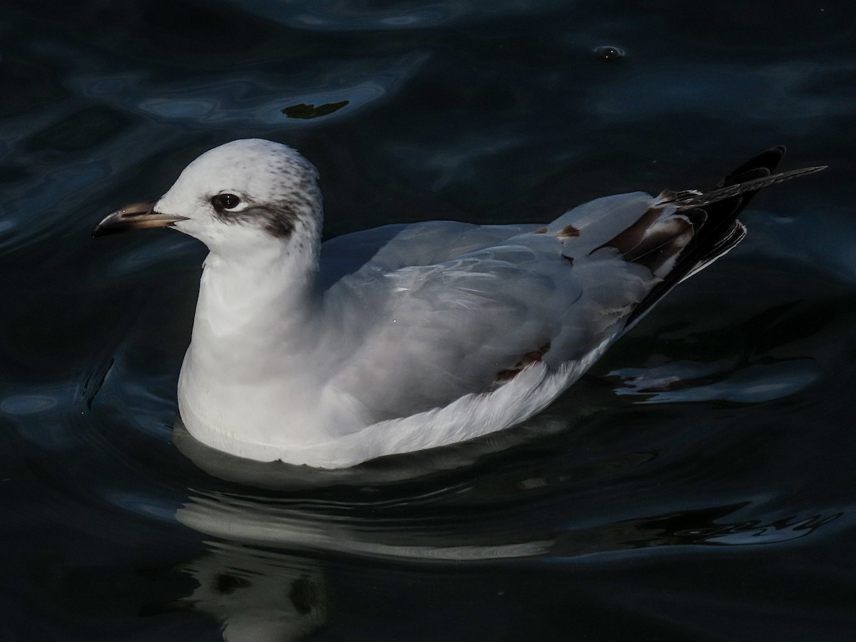 Mediterranean Gull - ML645859616