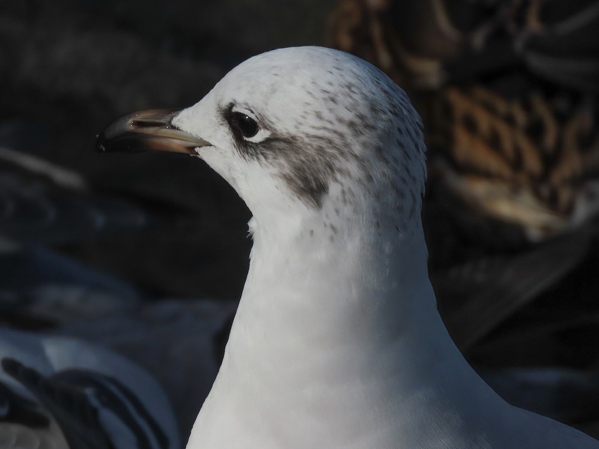 Mediterranean Gull - ML645859617