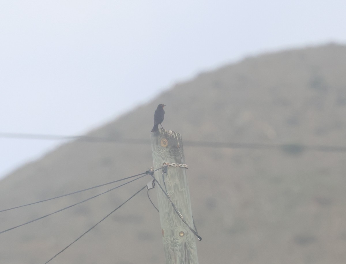 Тордо жовтоголовий - ML645859618