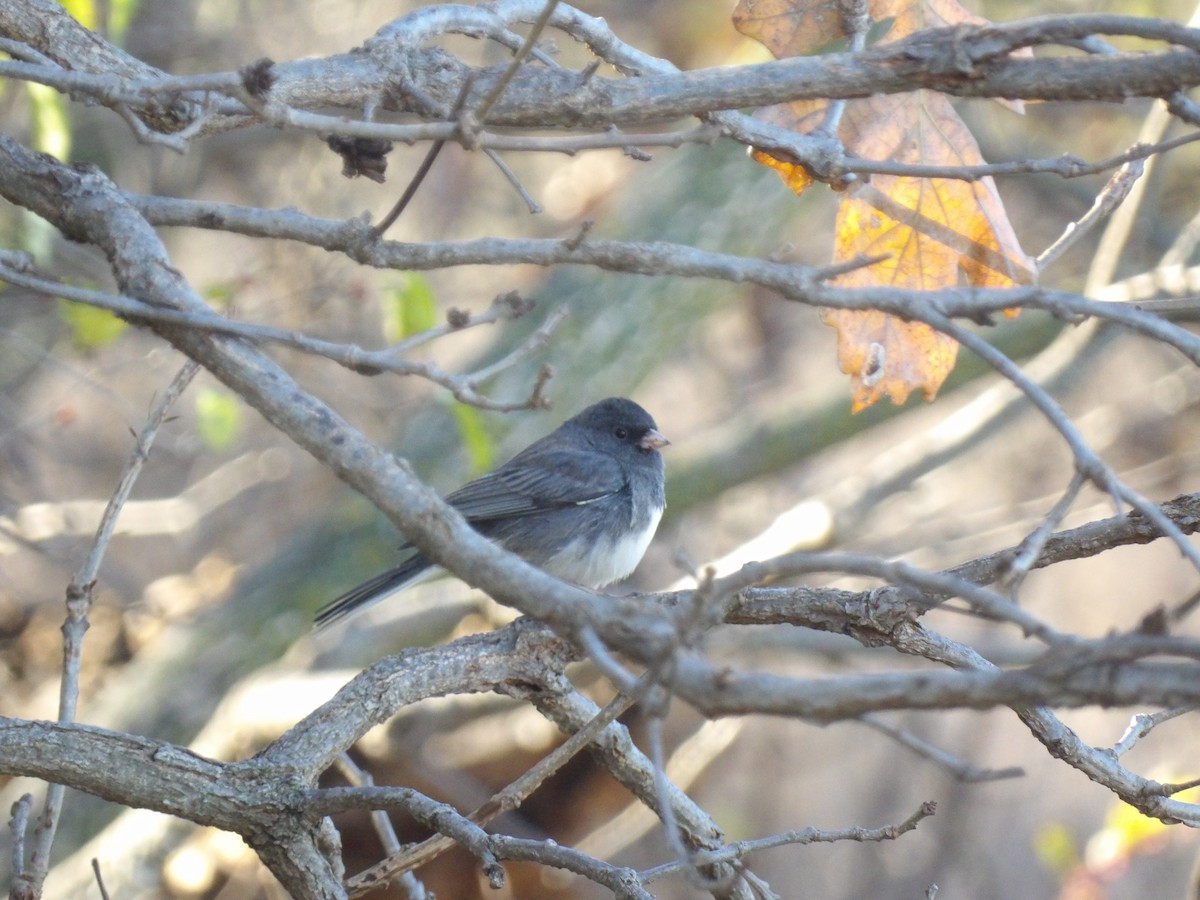 Юнко сірий - ML645859619