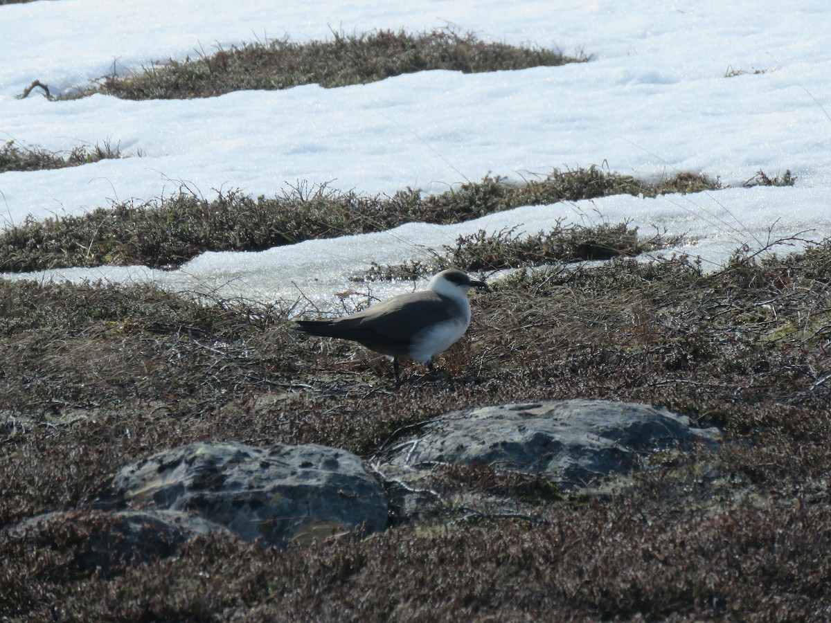 Поморник короткохвостий - ML645859620