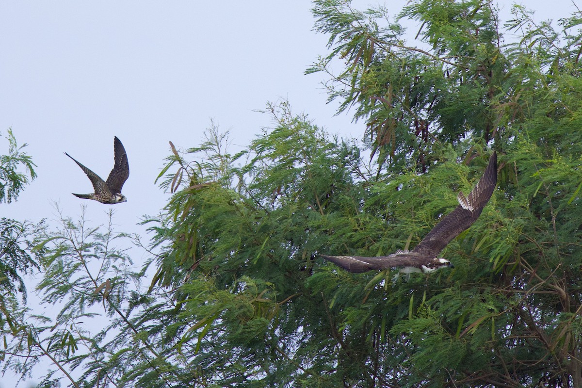 Скопа західна - ML645859621