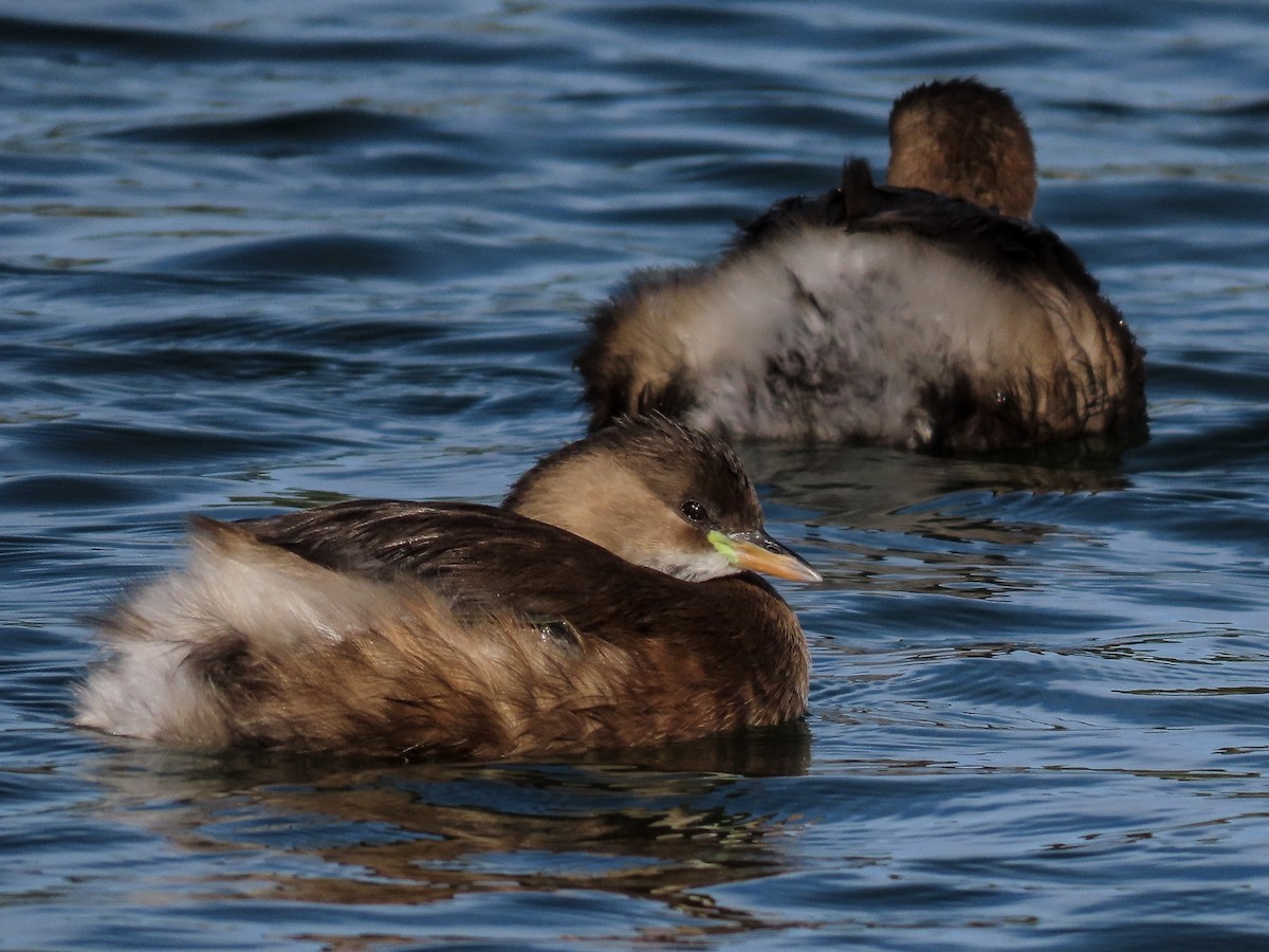 Пірникоза мала - ML645859622
