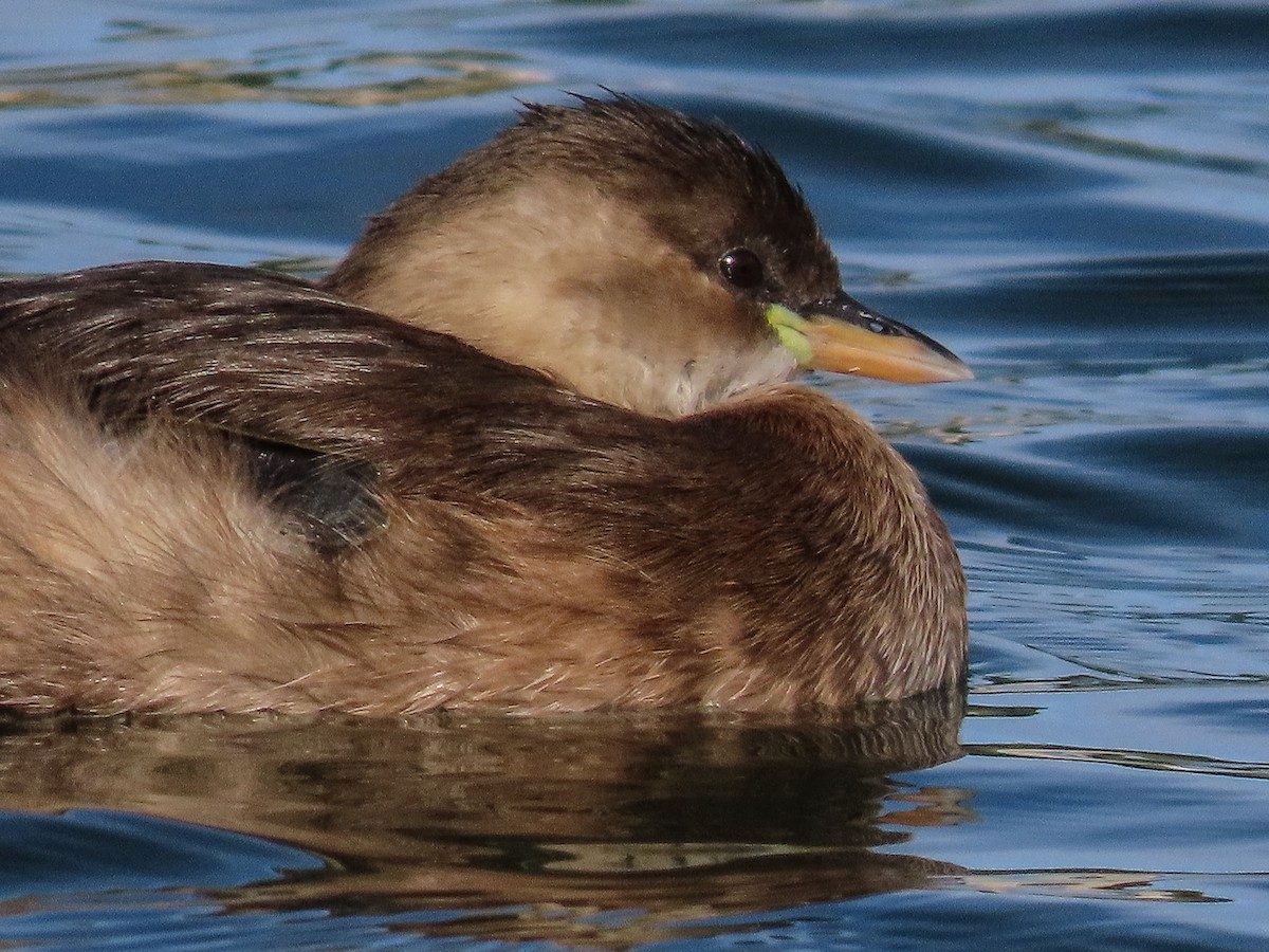 Пірникоза мала - ML645859623