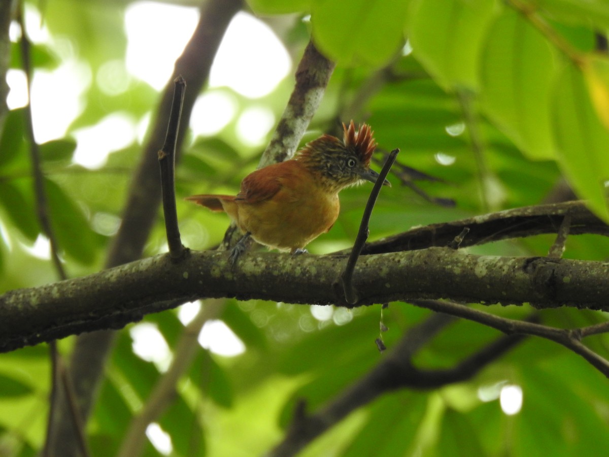 Сорокуш смугастий - ML645859625