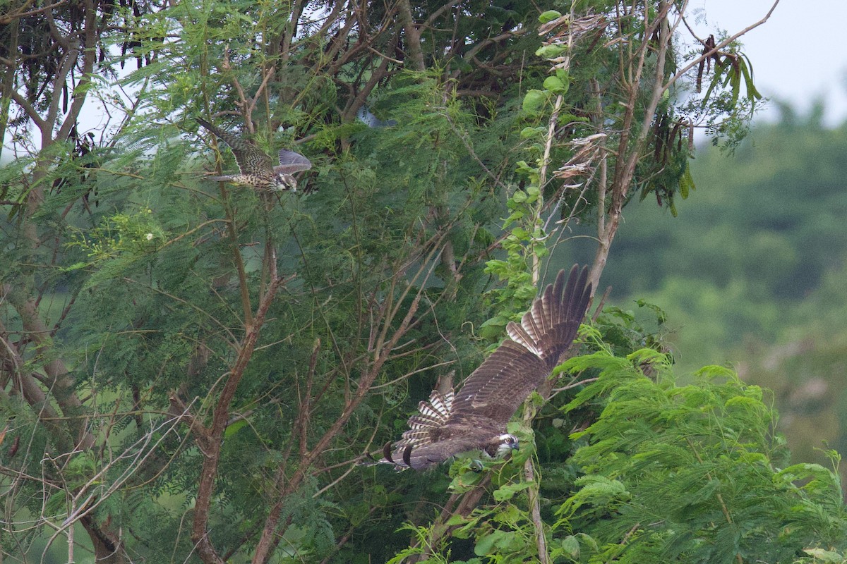 Скопа західна - ML645859626