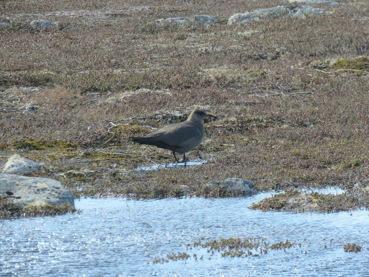 Поморник середній - ML645859627