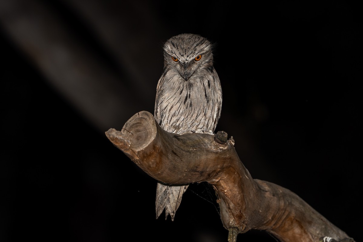 Білоніг австралійський - ML645859628