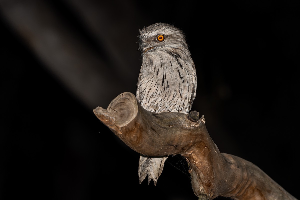 Білоніг австралійський - ML645859629