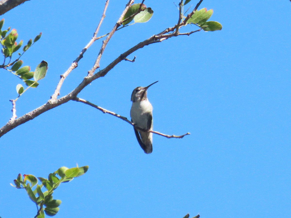 Каліпта рубіновоголова - ML645859630