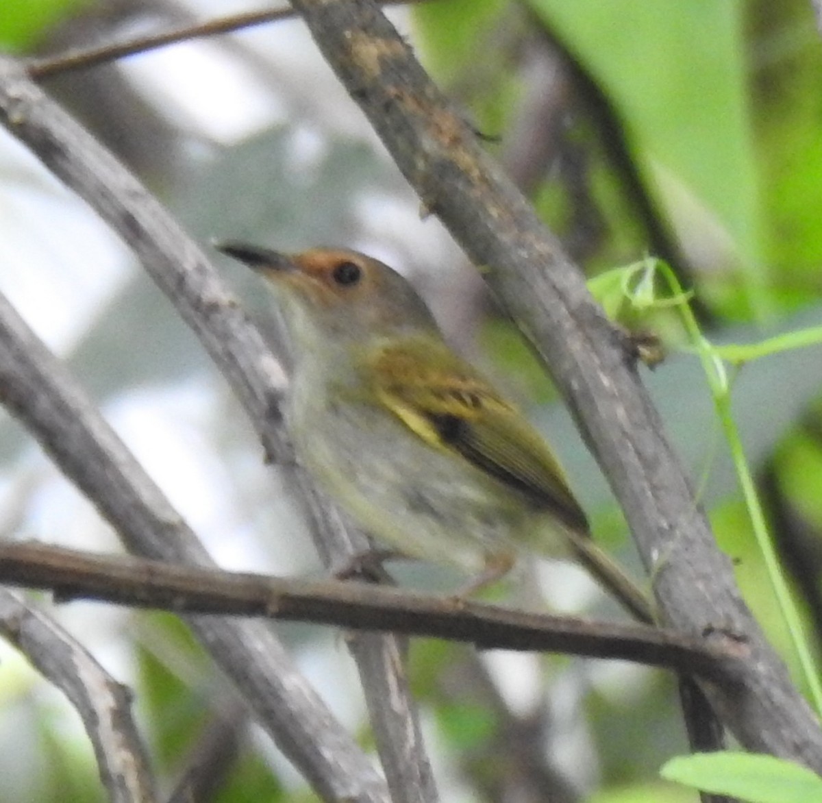 Мухолов рудолобий - ML645859631